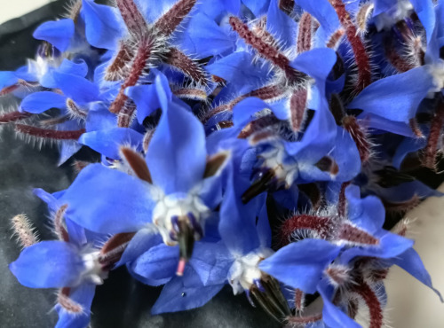 Rébecca les Jolies Fleurs - Mûres