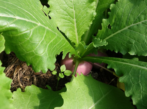 Aux Jardins des Colibris - Panier de petits navets Bio