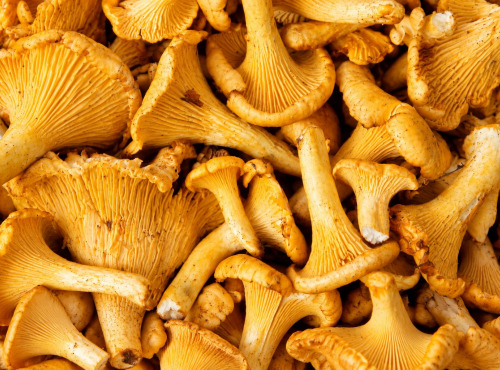 Naturélium - Girolles fraîches françaises – Cueillette sauvage, 500 g