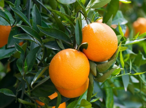 Maréchal Fraicheur - Oranges BIO - 1 kg