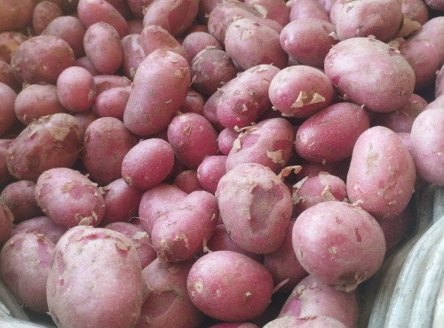 La Ferme de Milly - Anjou - Pommes de terre-grenaille-BIO