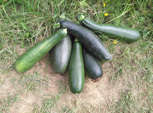 Le Noir du Picou Elodie Ribas - Courgette Bio Plein Champ