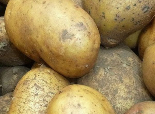 Mon Petit Producteur - Pomme De Terre Bio AGRIA - Variété À Chair Tendre [2,5 kg]