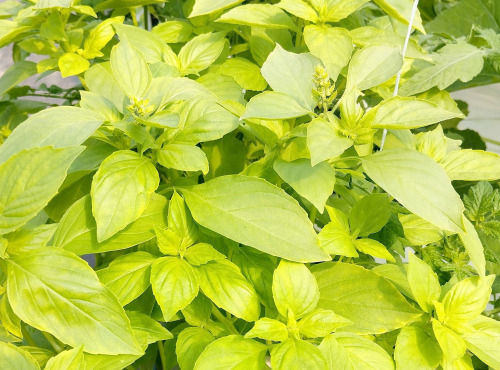 Nature et Saveurs - Ferme Aquaponique et Permacole Astérienne - Basilic citron — Bouquet frais