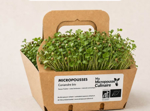 Ma Micropousse culinaire - Micro-pousses bio de coriandre – 8 barquettes