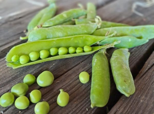 Les Jardins de Gérard - Petit Pois Bio - 400 g