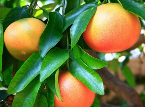 Maréchal Fraicheur - Pomelos BIO - 5 kg