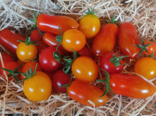 Les Jardins de Gérard - Tomate cerise méli-mélo Bio - 1 kg