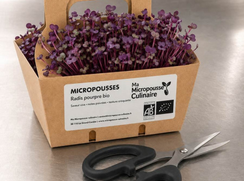 Ma Micropousse culinaire - Micro-pousses bio de radis pourpre – 8 barquettes