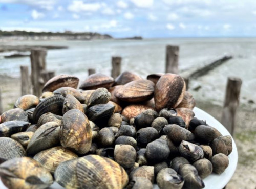 Saint Kerber - Cancale - Mix de la mer 3kgs - Amandes/Palourdes/Bigorneaux