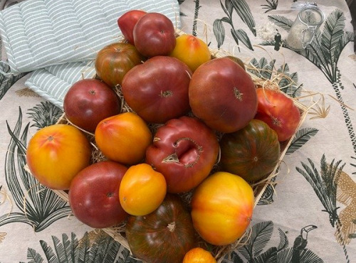 Ferme des Gravelines - Tomates anciennes – BIO – 5kg