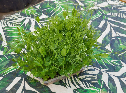 Nature et Saveurs - Ferme Aquaponique et Permacole Astérienne - Micropousse de petit pois – coupée fraîche, prête à l’emploi
