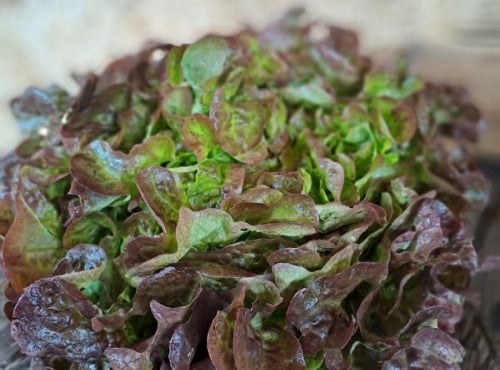 Les Jardins de Gérard - Salade feuille de chêne rouge Bio