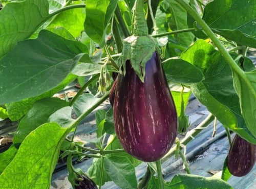 Le Pré de la Rivière - Aubergine zebrée Bio 1,5kg - Origine France