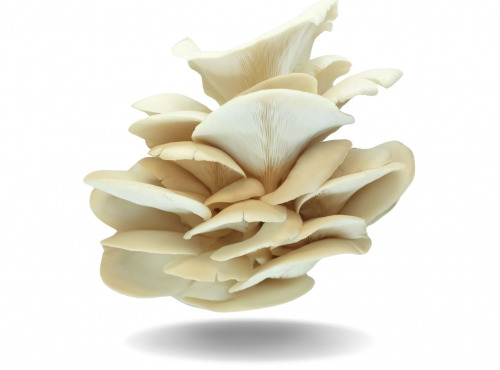 Naturélium - Le pleurote de l’orme 1kg