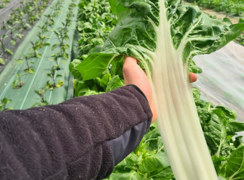 La Ferme de Goas Per - Blette bio - 5kg
