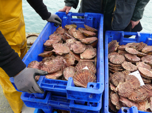 KI DOUR MOR - Coquilles Saint-Jacques vivantes de la Baie de Saint-Brieuc - 12 kg