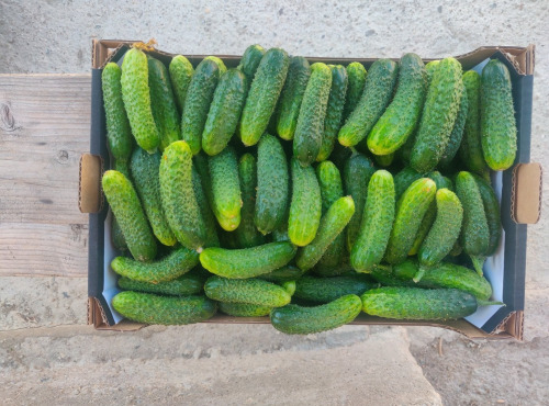 Ferme de la ville basse - Cornichons Bio Fin frais