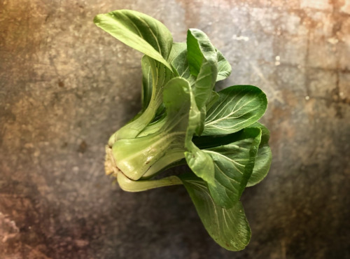 La Ferme d'Artaud - Pak choi - pièce