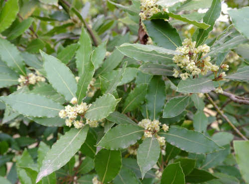 Naturélium - Laurier feuille - botte de 150g
