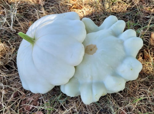 Le Pré de la Rivière - Patisson Blanc bio environ 1,2kg - Origine France