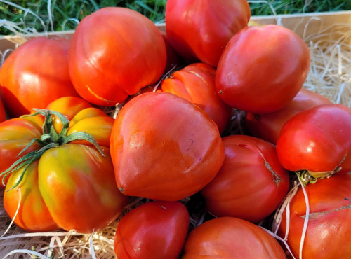 Le Pré de la Rivière - Tomate bio véritable coeur de Boeuf 1kg - Origine France