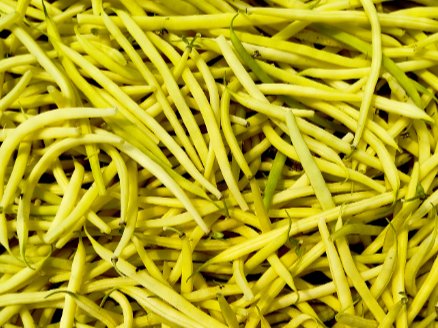 Nature et Saveurs - Ferme Aquaponique et Permacole Astérienne - Haricots beurre mangetout – douceur, croquant et éclat naturel