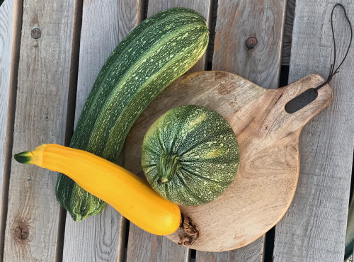 Ferme Sinsac - Courgettes Bio dans tous ses états: Ronde de nice, Romanesco et Jaune 3kg