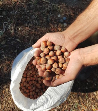 LES VERGERS DE BRAVONE - NOISETTES 5KG