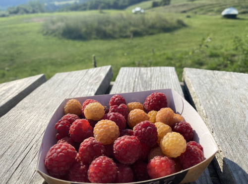 Ferme Sinsac - Framboises fraiches en barquette de 125 grs