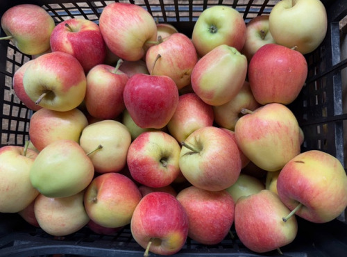 L’Oliveraie du Coudon - POMMES 9KG ( gala ou equivalent )