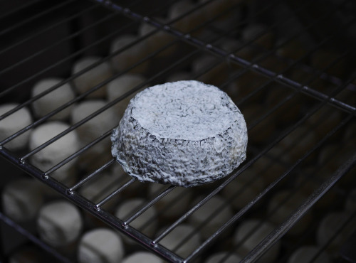 Alléosse Maitre Artisan Affineur Fromager - Selles-sur-Cher AOP au lait cru