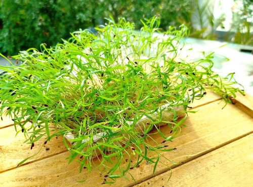 Nature et Saveurs - Ferme Aquaponique et Permacole Astérienne - Micro Pousses d'Aneth