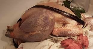 Des Poules et des Vignes à Bourgueil - Coqs Géline de Touraine (x6)