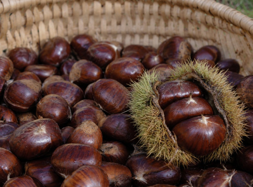 Naturélium - Châtaigne Comballe d'Ardèche fraîche