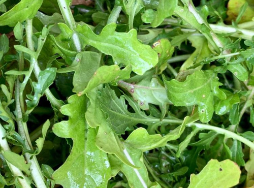 ChâteauFer - Roquette - Sachet 200g