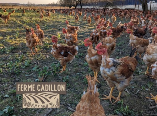 Ferme Cadillon - Poulet fermier | Mâle - 100 jours - Label rouge - 2,00 kg - Lot de 3