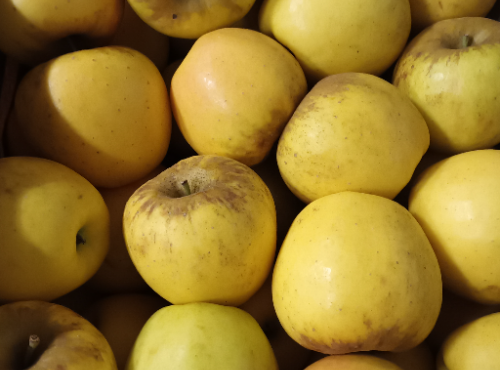 Le Châtaignier - Pomme Opal Bio