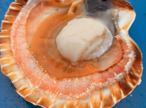 Pêcherie Granvillaise - Coquilles Saint-Jacques de Normandie 10kg