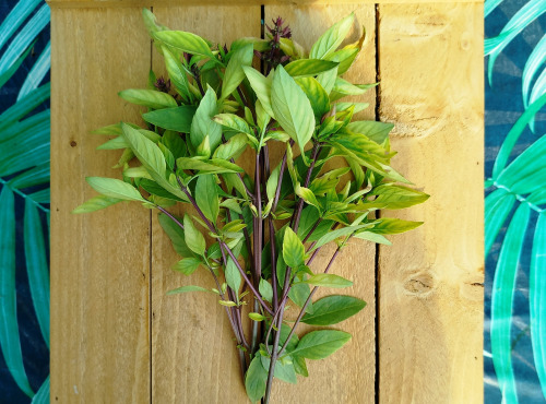 Nature et Saveurs - Ferme Aquaponique et Permacole Astérienne - Basilic thaï — Bouquet frais