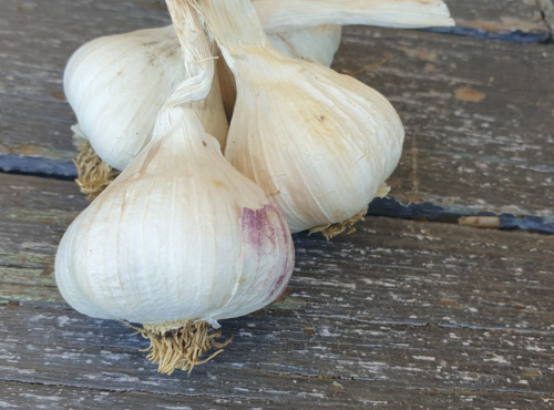 La Ferme de Milly - Anjou - Ail bio - 1 tête