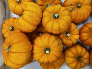 L’Oliveraie du Coudon - 4 MINI COURGES POUR HALLOWEEN ( LA JACK BE LITTLE )