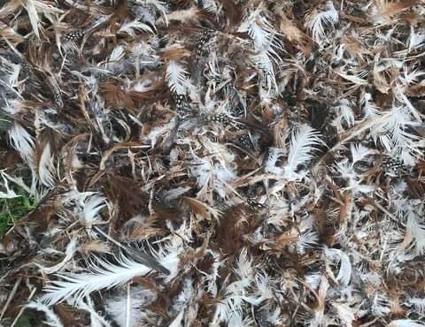 Des Poules et des Vignes à Bourgueil - Plume De Volailles Pour Engrais