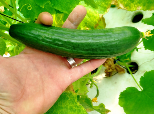 Nature et Saveurs - Ferme Aquaponique et Permacole Astérienne - Concombre Vert Petit Jounia