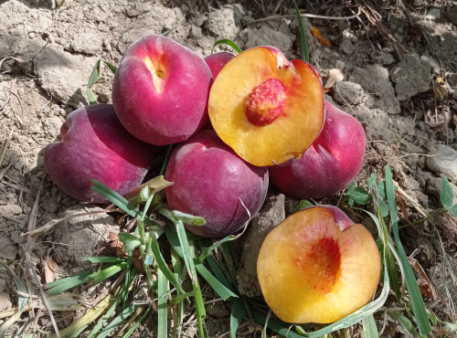 Massot Delphine et Garrigue Marc - Peches jaune BIO du Roussillon