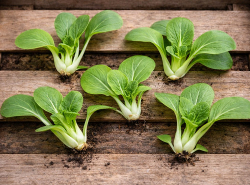 Nature et Saveurs - Ferme Aquaponique et Permacole Astérienne - Mini Pak choï gastronomique – fraîcheur verte et délicate