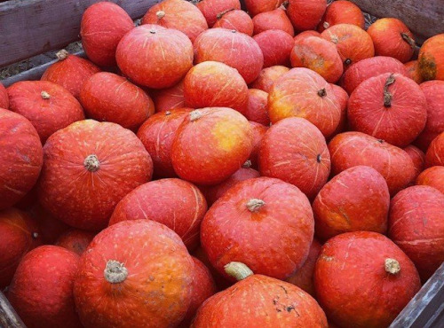 Domaine Reverchon - Potimarron lot de 5Kg