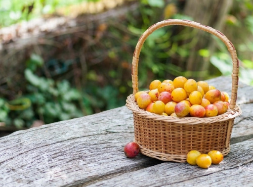 Domaine de l'Ambroisie - Mirabelles bio Origine Lorraine, Plateau de 8 kg