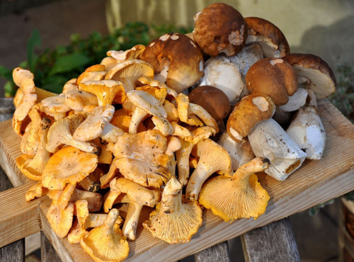 Naturélium - Panier forestier cèpes et girolles sauvages frais – 500 g de chaque (1 kg)