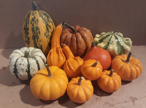 Ferme de Cernunnos - Lot de petites courges de décoration n°3